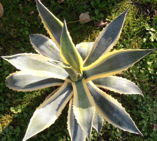 Agave americana 40 à 50cm épuisé