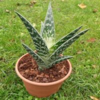 Aloes variegata épuisé