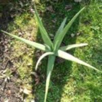 Aloes vera 50 à 60cm épusé