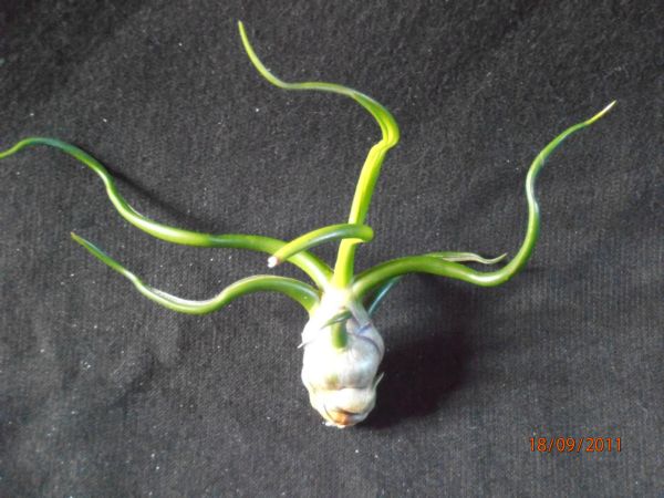 Bulbosa 5 à 7cm épuisé