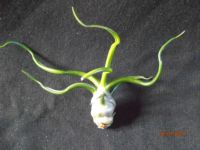 Bulbosa 5 à 7cm épuisé