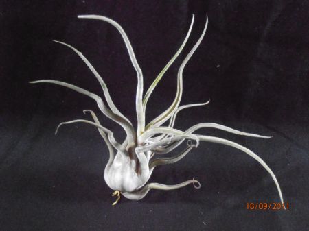 Caput medusae   7 à 10cm