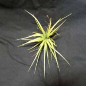 Concolor  13cm