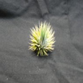 Ionantha Haselnuss 3cm