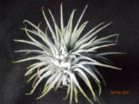 Ionantha  4 à 5cm