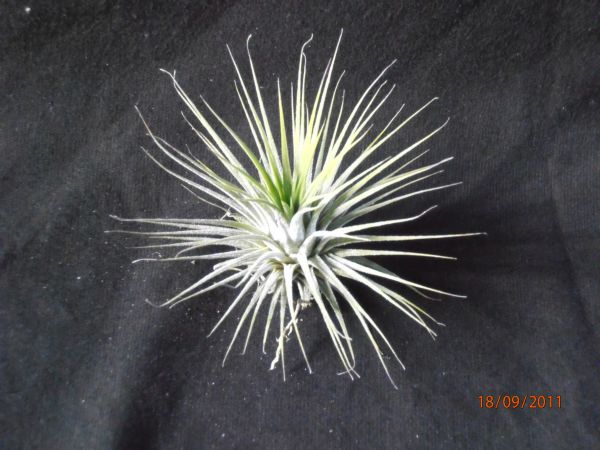 Ionantha  4 à 5cm