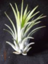 Ionantha rubra 5 à 6cm