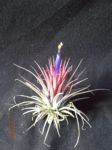 Ionantha rubra 5 à 6cm