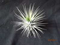 Ionantha silver 4 à 5cm