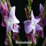 Reichenbachii parfumé  10cm