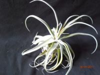 Streptophylla 10cm