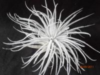 tectorum 8 ans  8 sur 12cm