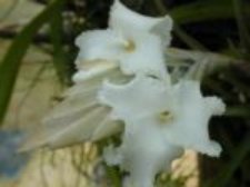 xiphioides  5 à 8cm fleur odorante plus que 10